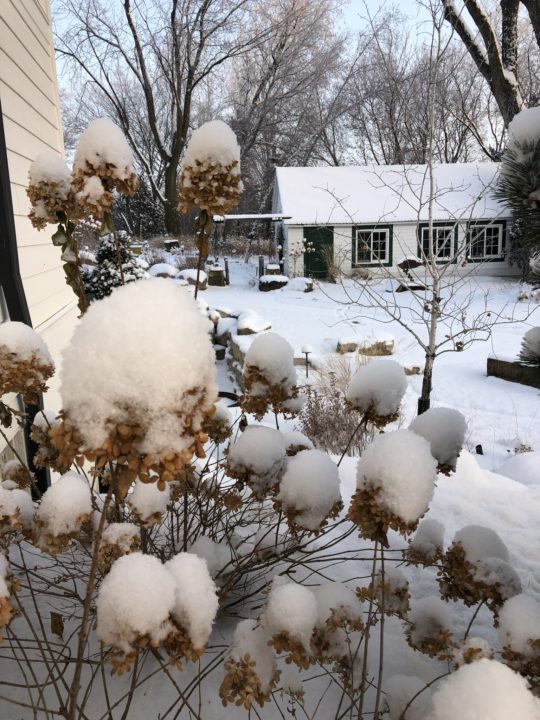 Hydrangea Textures in the Winter
