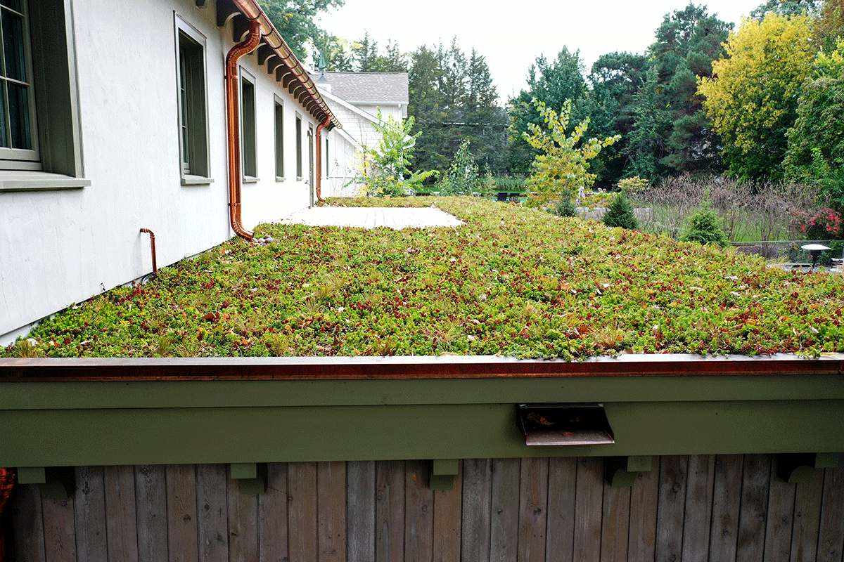 Succland-and-grass-mixture-green-roof-with-drainage-in-Minnesota